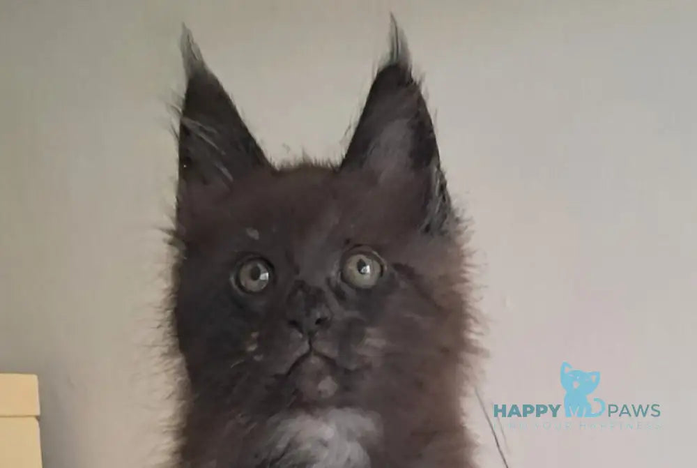 Carat Maine Coon male black silver live animals