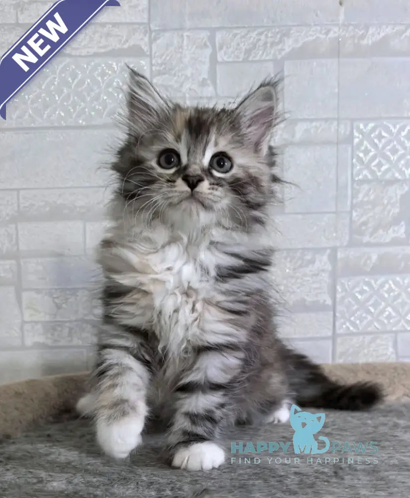 Carina Siberian female black tortie tabby bicolour live animals