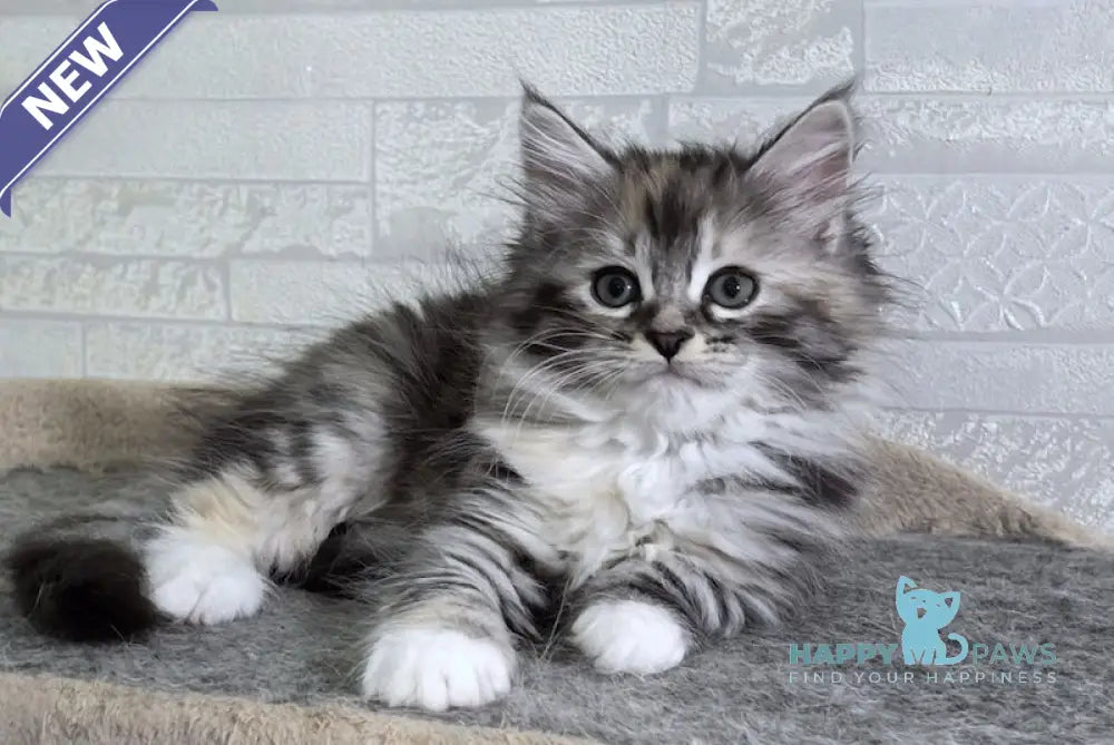 Carina Siberian female black tortie tabby bicolour live animals