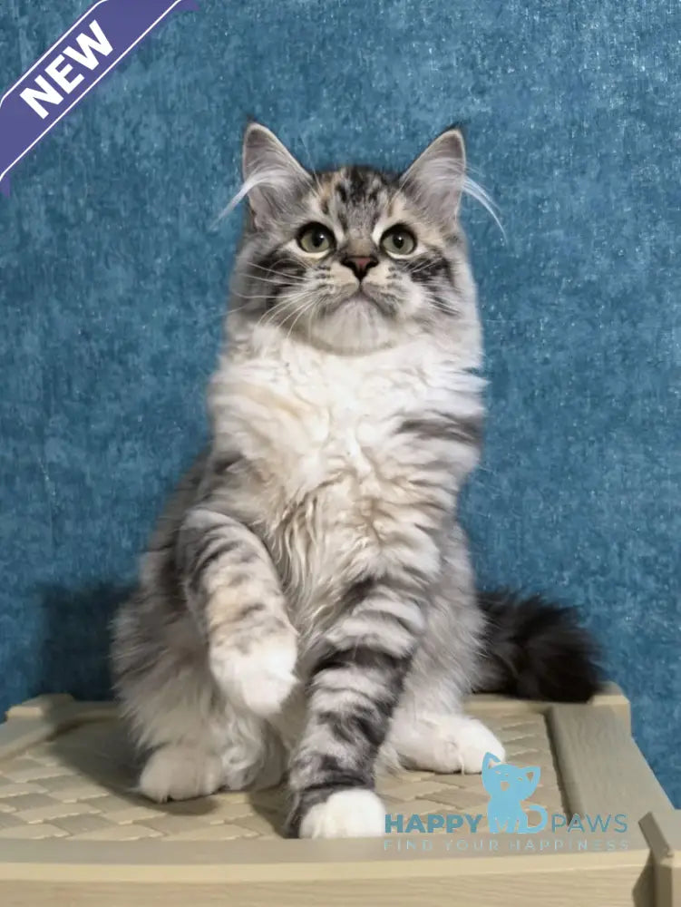Carina Siberian female black tortie tabby bicolour live animals