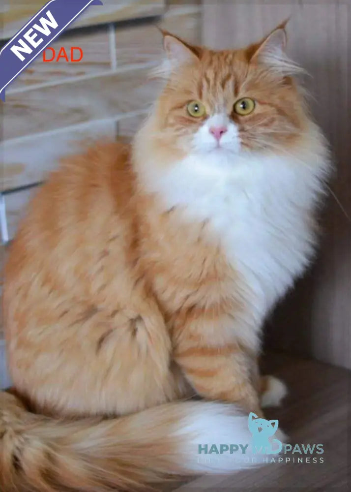 Carina Siberian female black tortie tabby bicolour live animals