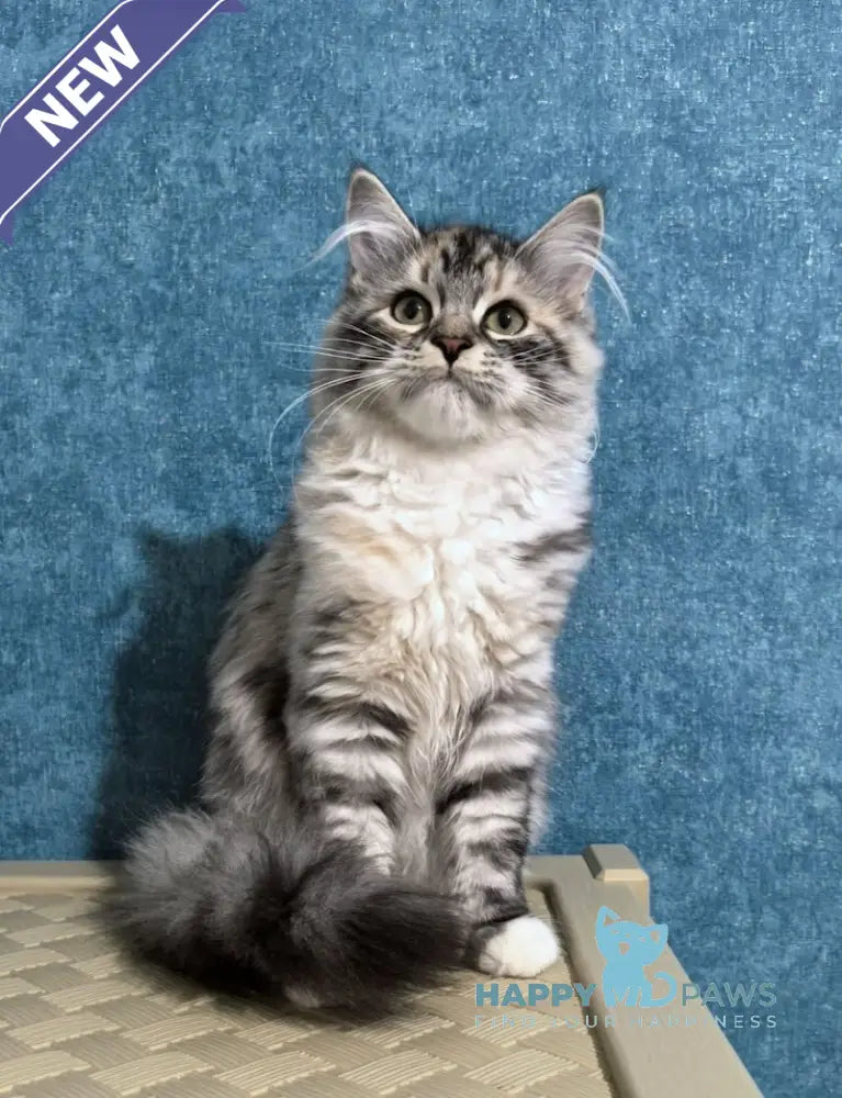 Carina Siberian female black tortie tabby bicolour live animals