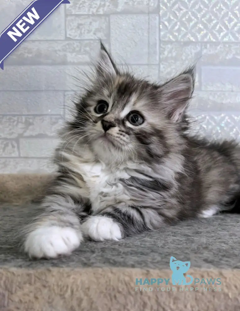 Carina Siberian female black tortie tabby bicolour live animals