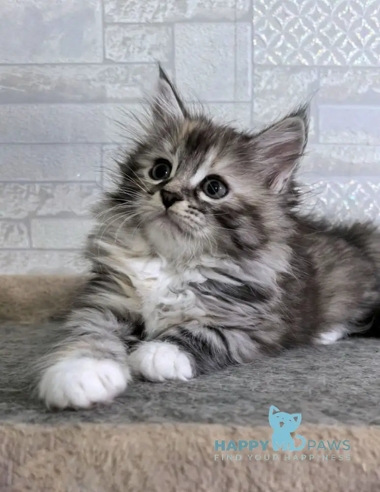 Carina Siberian female black tortie tabby bicolour live animals