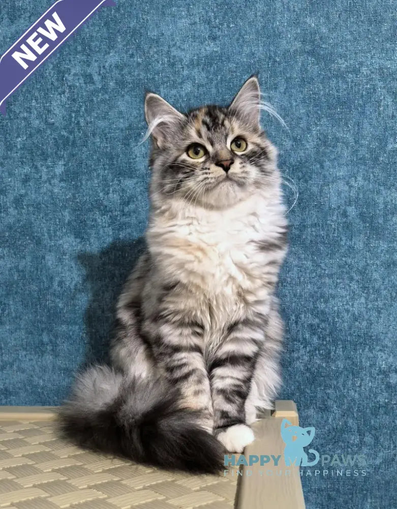 Carina Siberian female black tortie tabby bicolour live animals