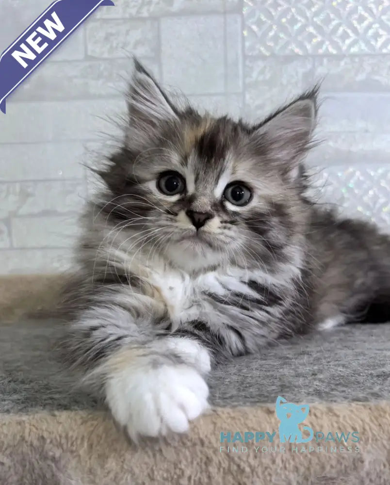 Carina Siberian female black tortie tabby bicolour live animals