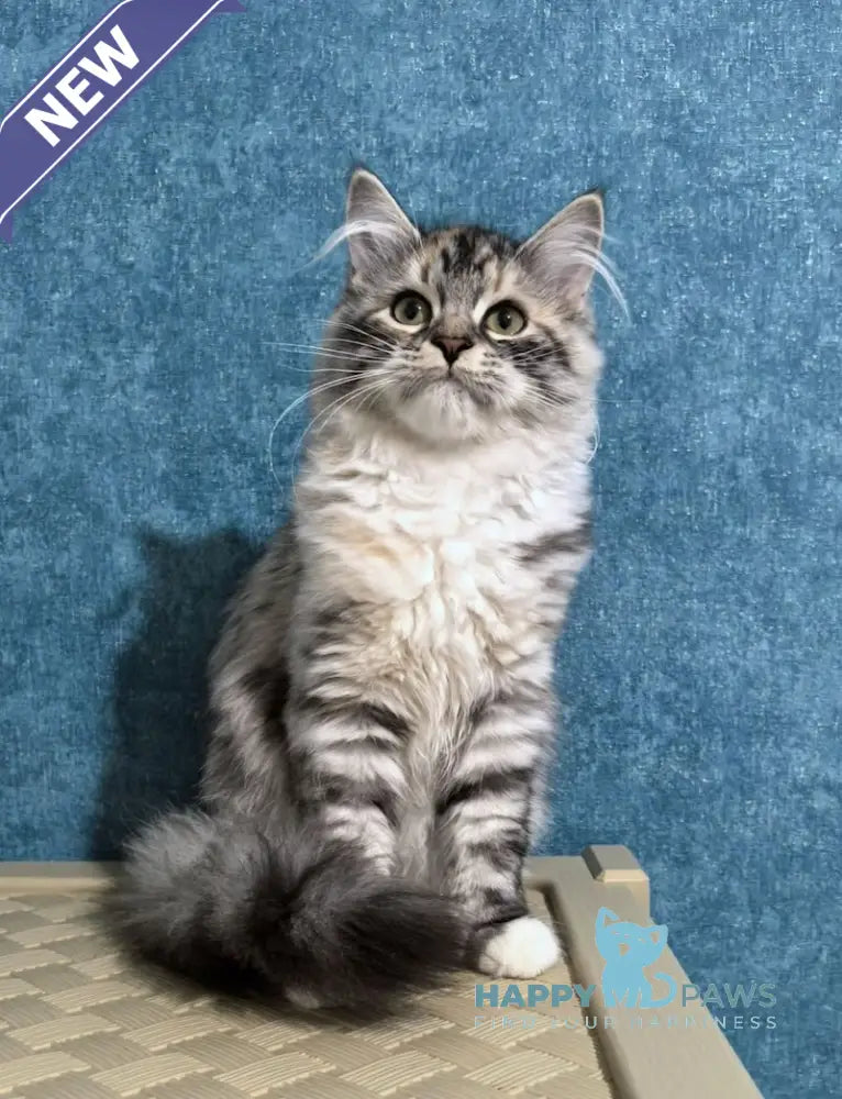 Carina Siberian female black tortie tabby bicolour live animals
