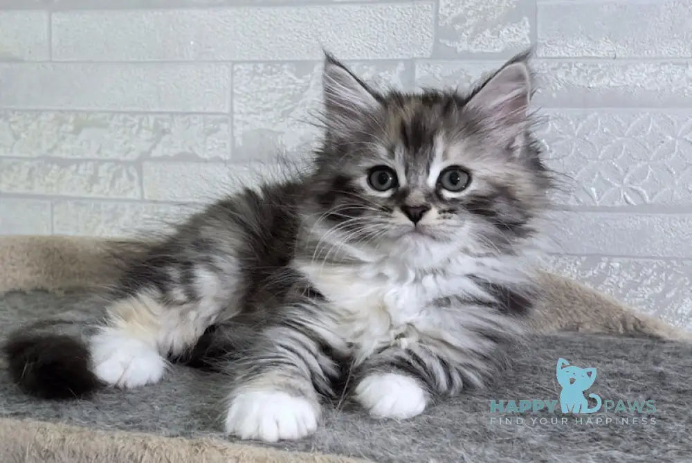 Carina Siberian female black tortie tabby bicolour live animals