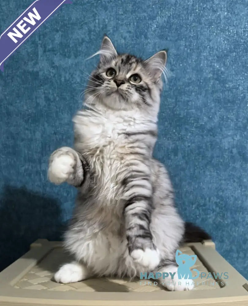 Carina Siberian female black tortie tabby bicolour live animals