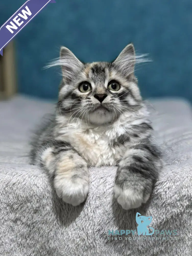 Carina Siberian female black tortie tabby bicolour live animals