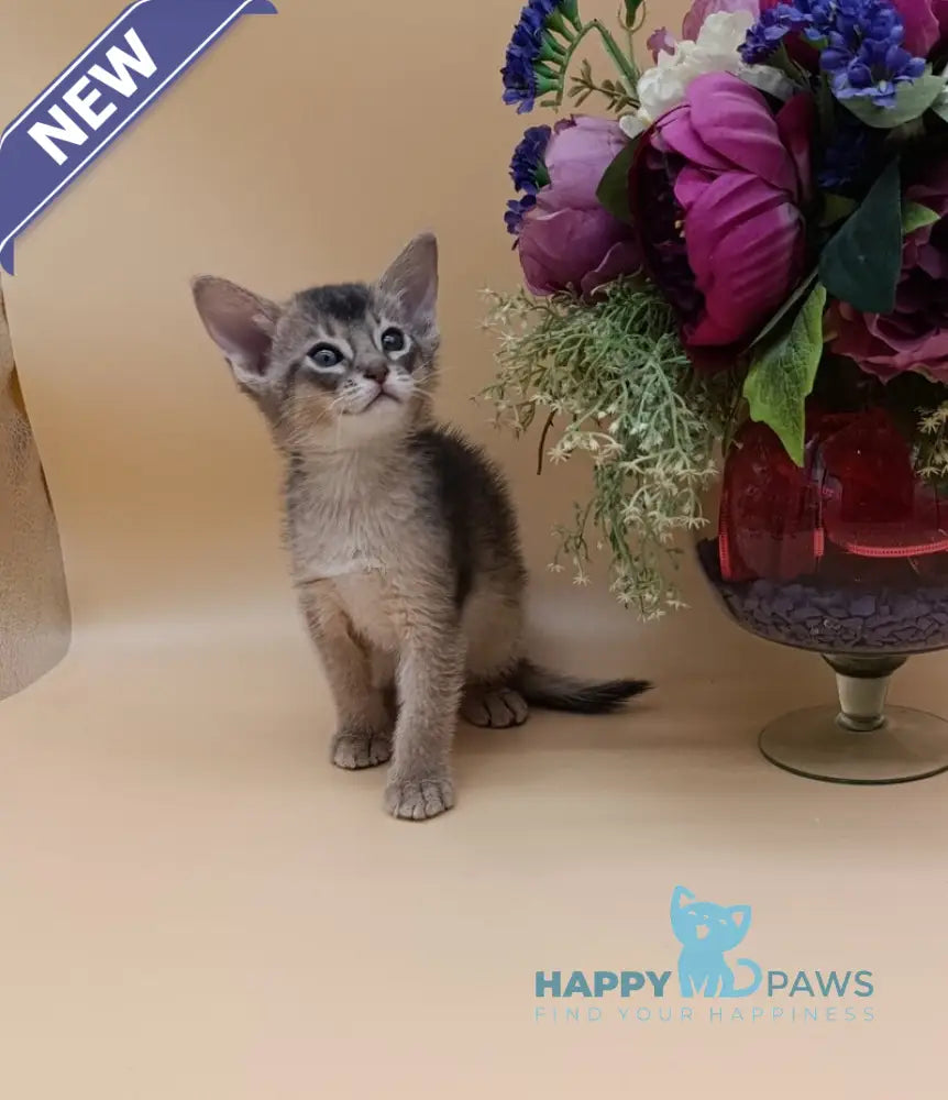 Carlos Abyssinian male blue live animals