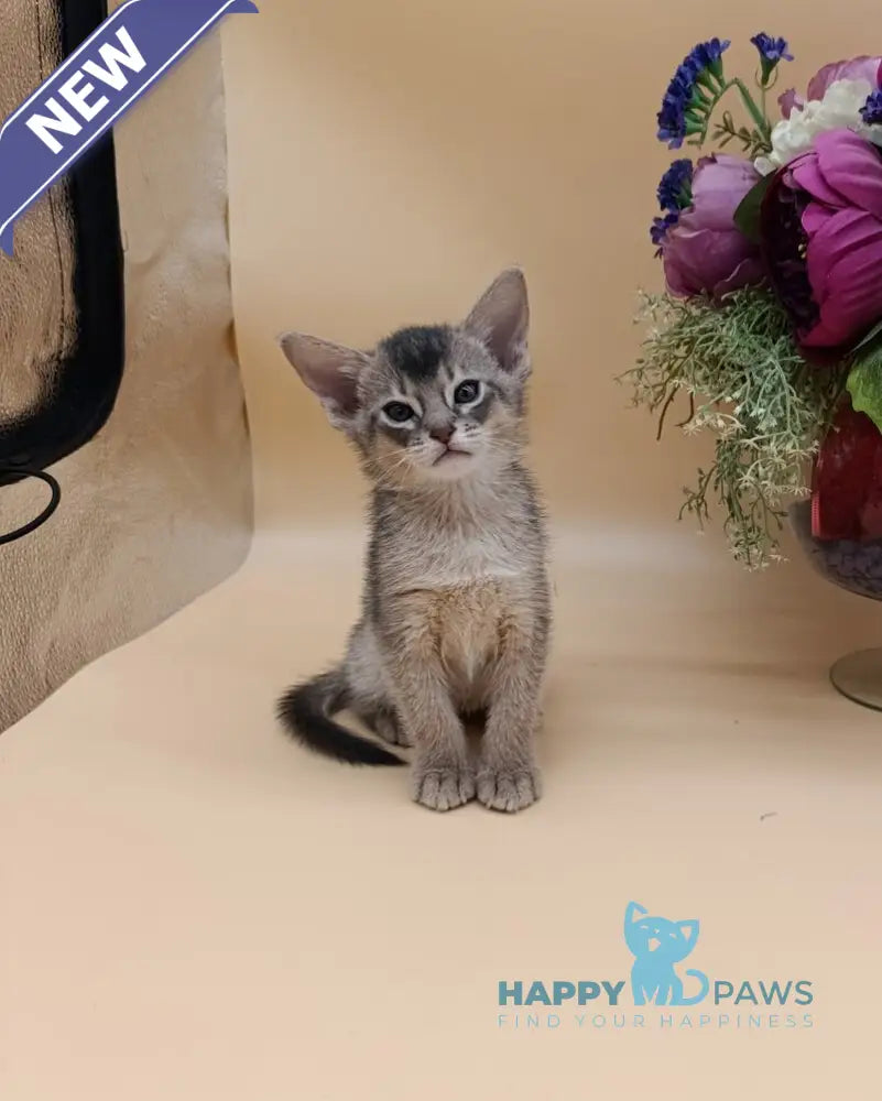 Carlos Abyssinian male blue live animals