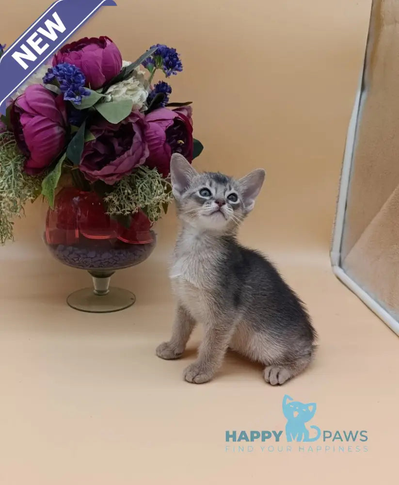 Carlos Abyssinian male blue live animals