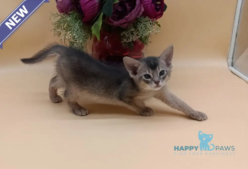 Carlos Abyssinian male blue live animals