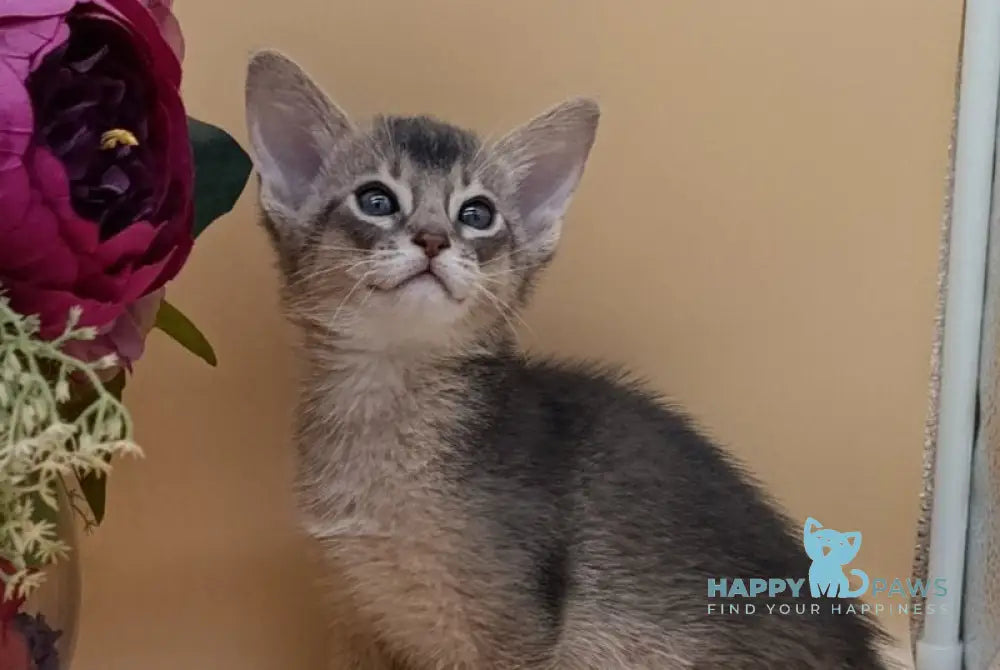 Carlos Abyssinian male blue live animals