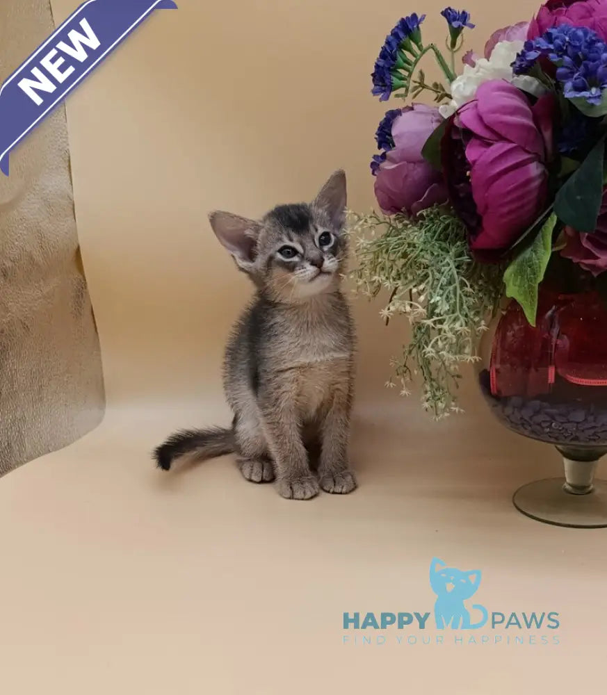 Carlos Abyssinian male blue live animals
