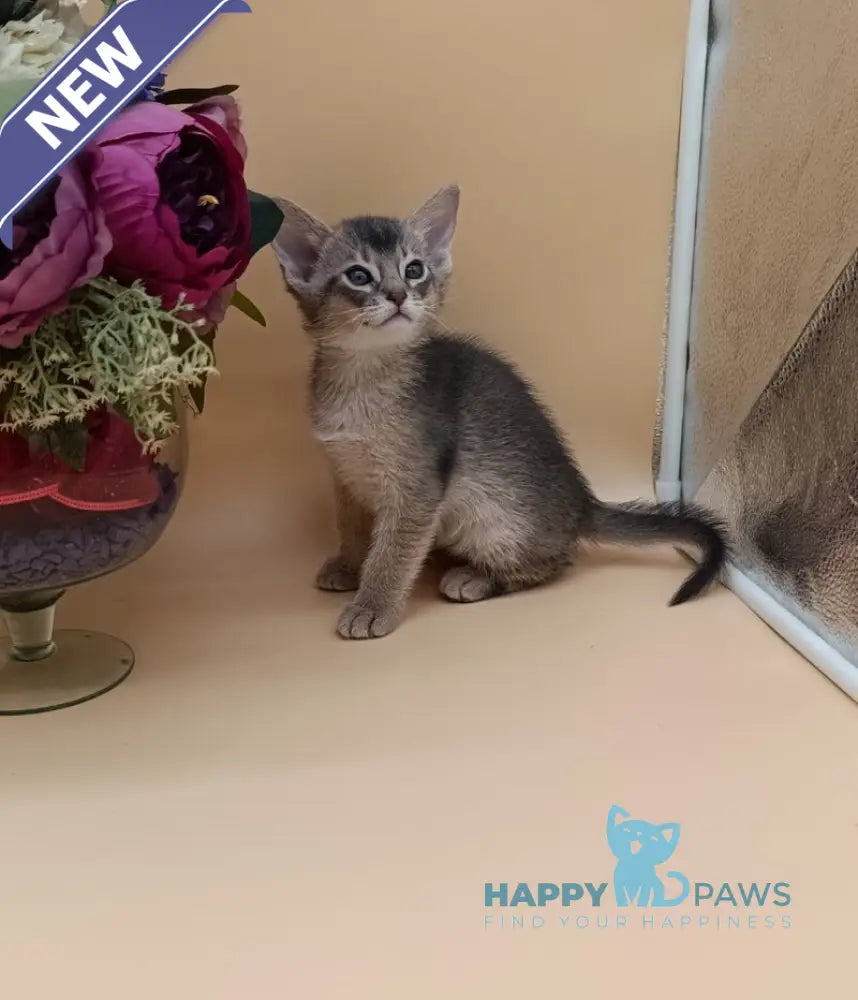 Carlos Abyssinian male blue live animals