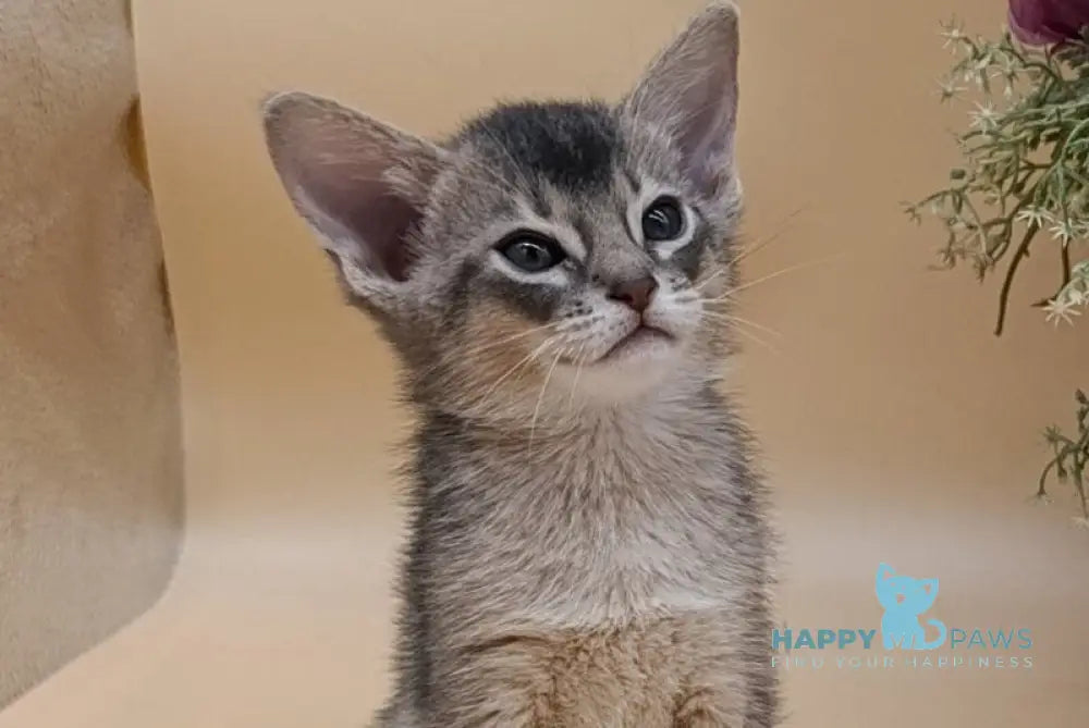 Carlos Abyssinian male blue live animals