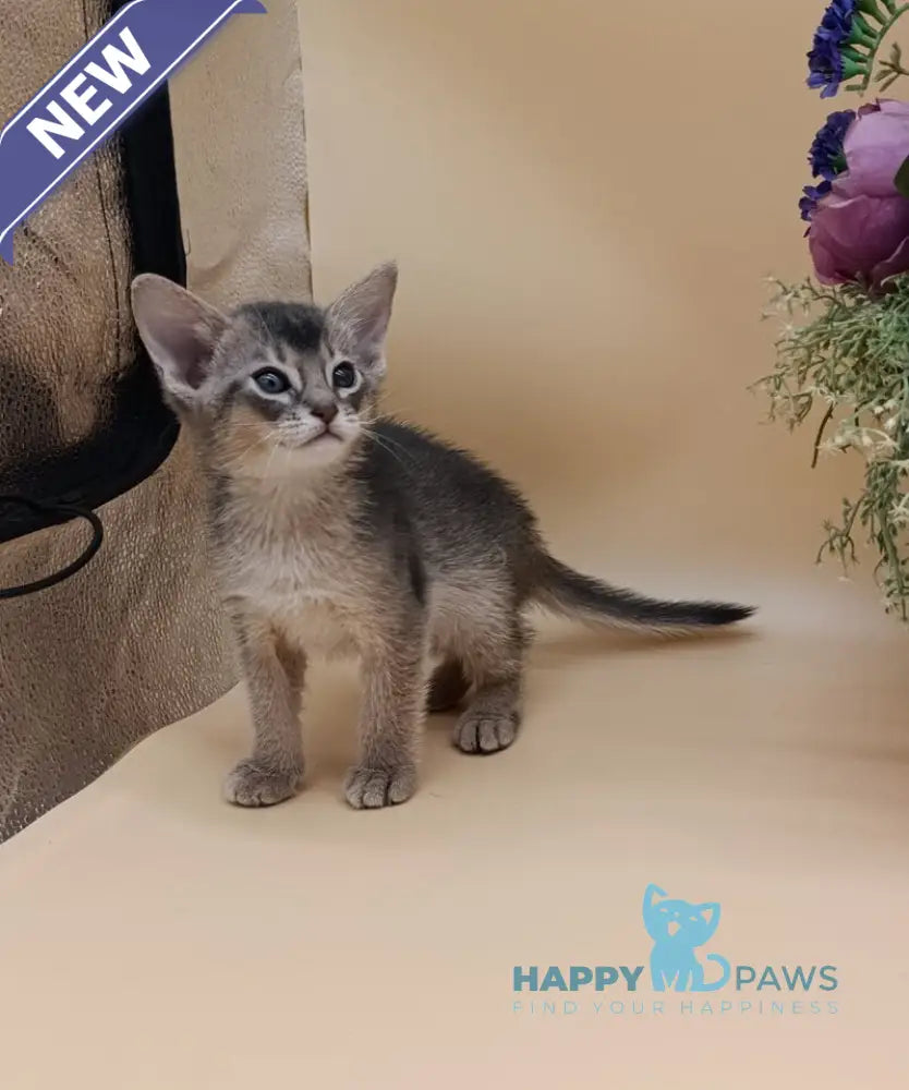 Carlos Abyssinian male blue live animals