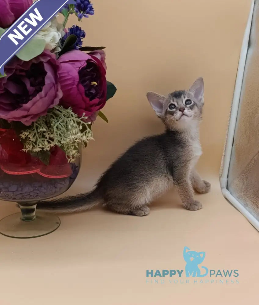 Carlos Abyssinian male blue live animals