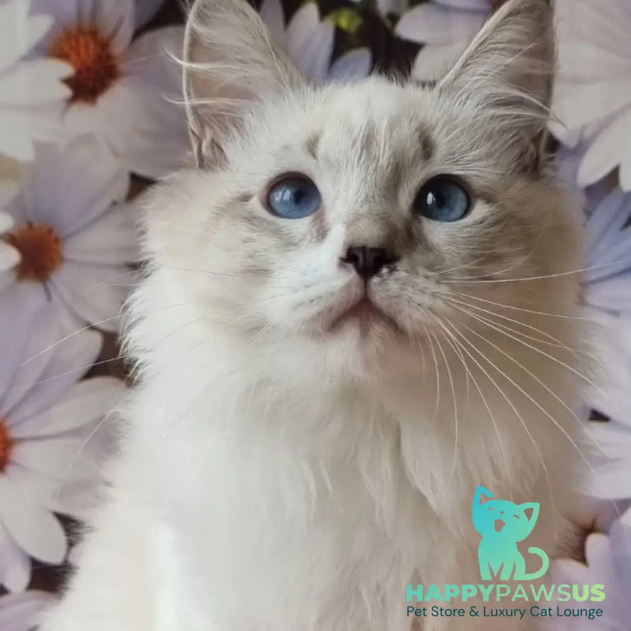 Carlos Siberian male black tabby pointed with white - live animals