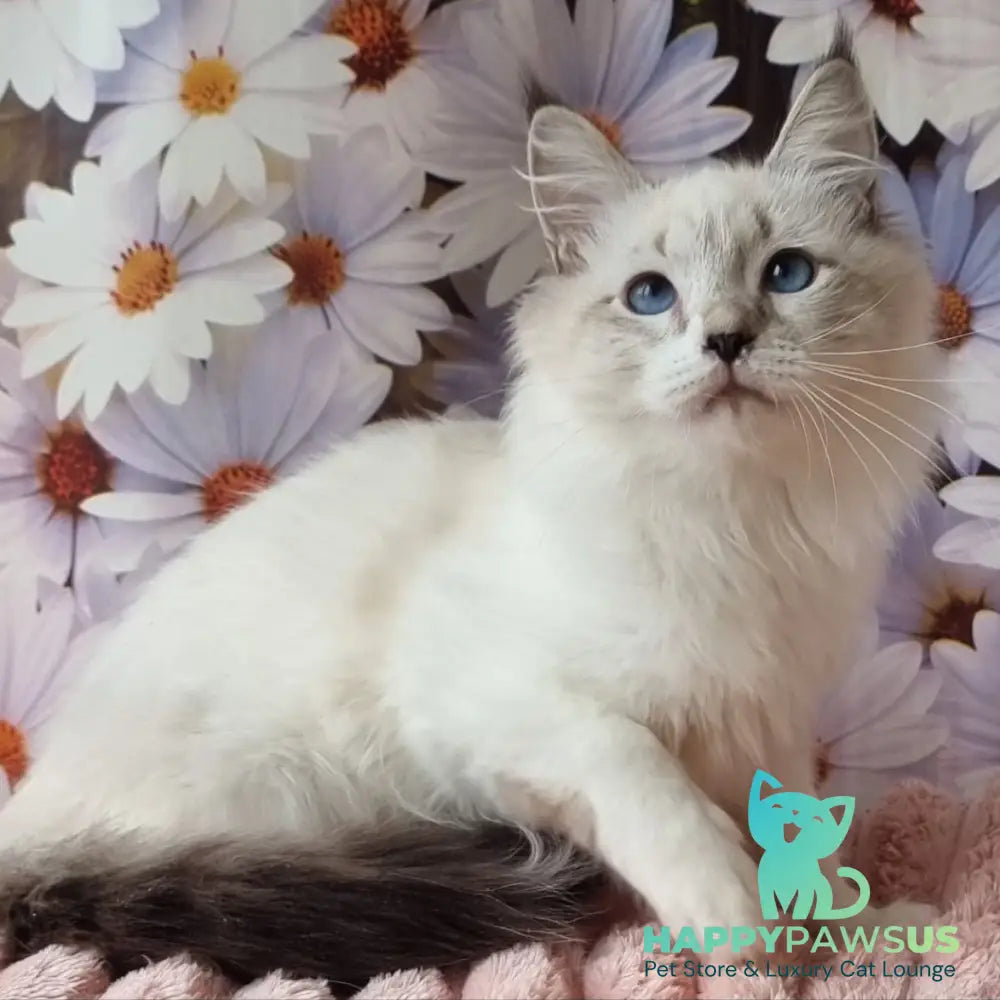 Carlos Siberian male black tabby pointed with white - live animals
