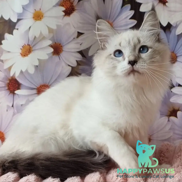 Carlos Siberian male black tabby pointed with white - live animals