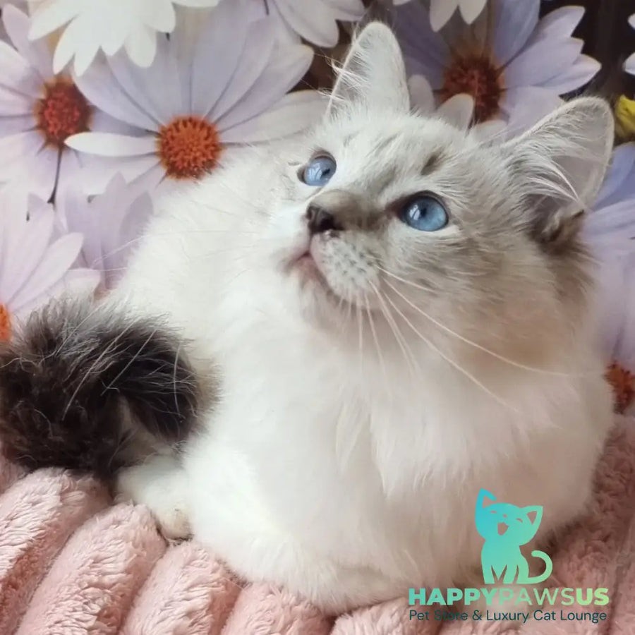 Carlos Siberian male black tabby pointed with white - live animals