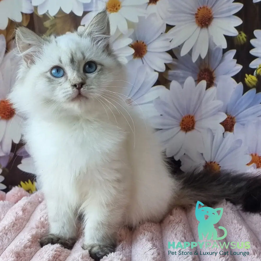 Carlotta Siberian female black tabby pointed with white - live animals