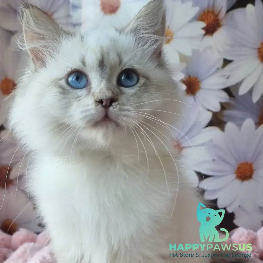 Carlotta Siberian female black tabby pointed with white - live animals