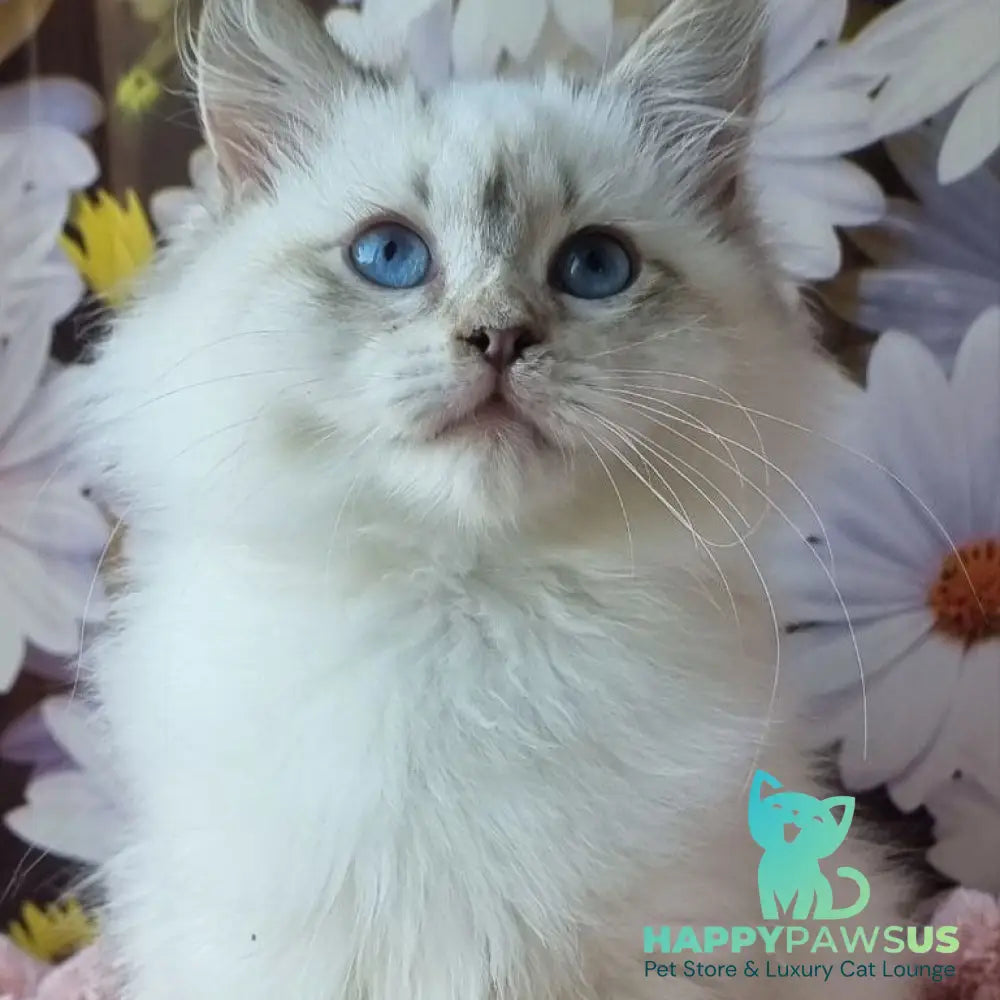 Carlotta Siberian female black tabby pointed with white - live animals