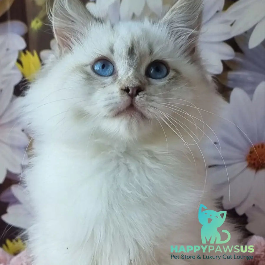 Carlotta Siberian female black tabby pointed with white - live animals