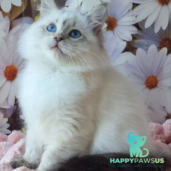Carlotta Siberian female black tabby pointed with white - live animals