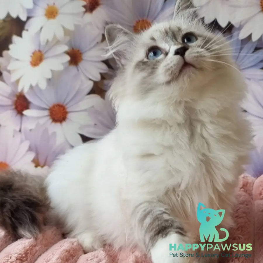 Carlynka Siberian female black tabby pointed with white - live animals