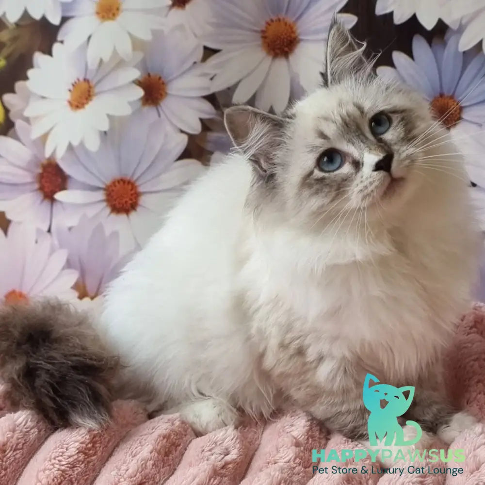 Carlynka Siberian female black tabby pointed with white - live animals