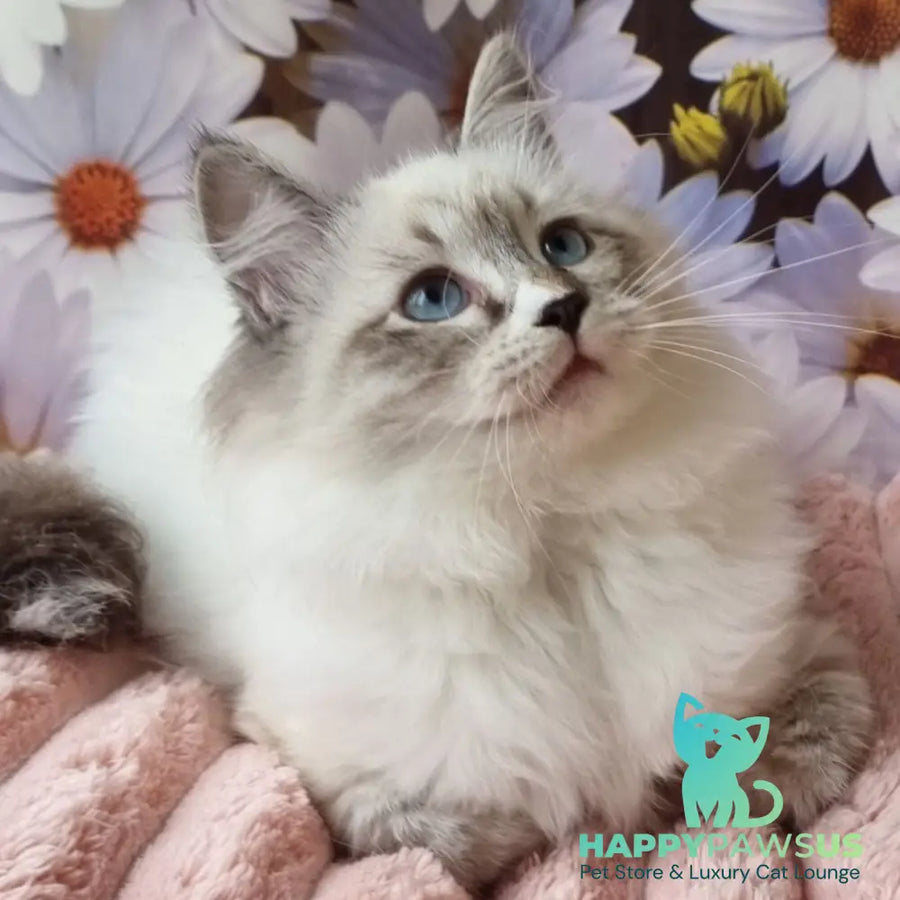 Carlynka Siberian female black tabby pointed with white - live animals