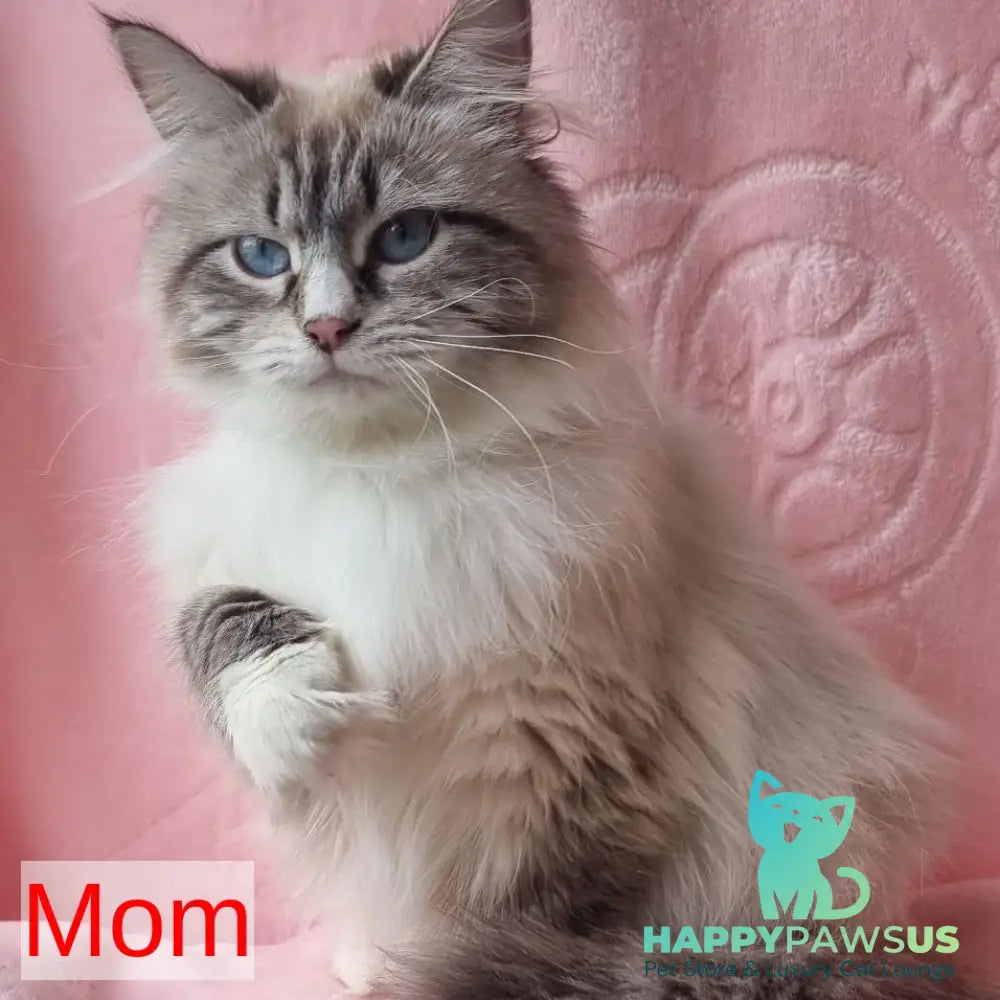 Carlynka Siberian female black tabby pointed with white - live animals