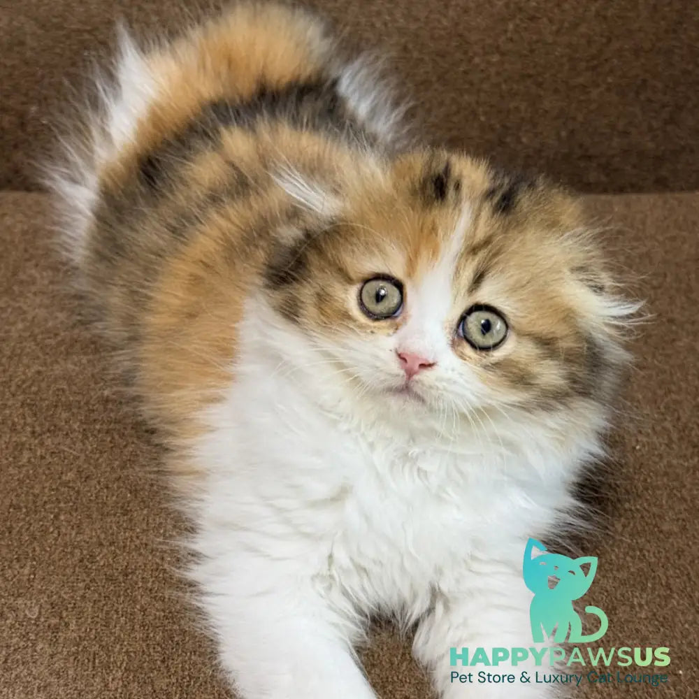 Carmelita Scottish Fold female black tortie bicolour - live animals
