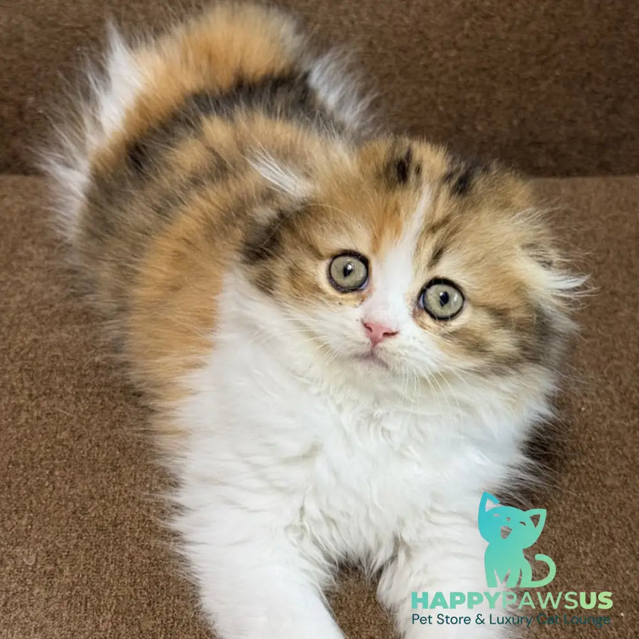 Carmelita Scottish Fold female black tortie bicolour - live animals
