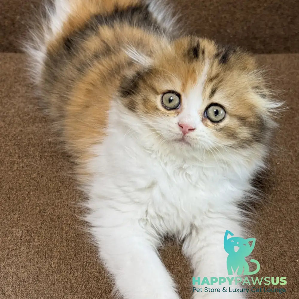 Carmelita Scottish Fold female black tortie bicolour - live animals