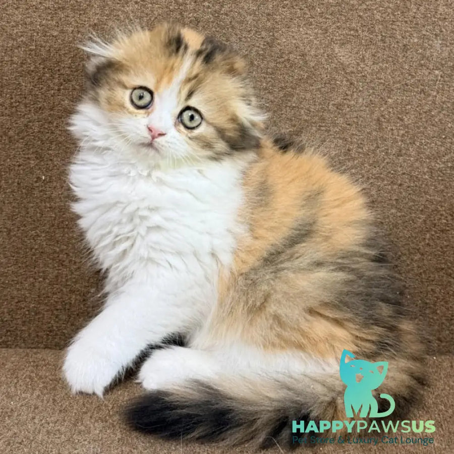 Carmelita Scottish Fold female black tortie bicolour - live animals