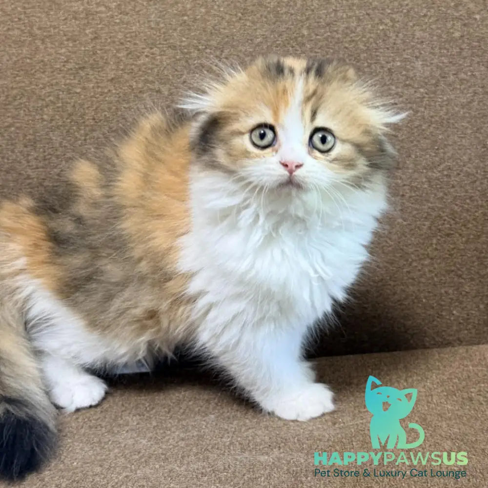Carmelita Scottish Fold female black tortie bicolour - live animals
