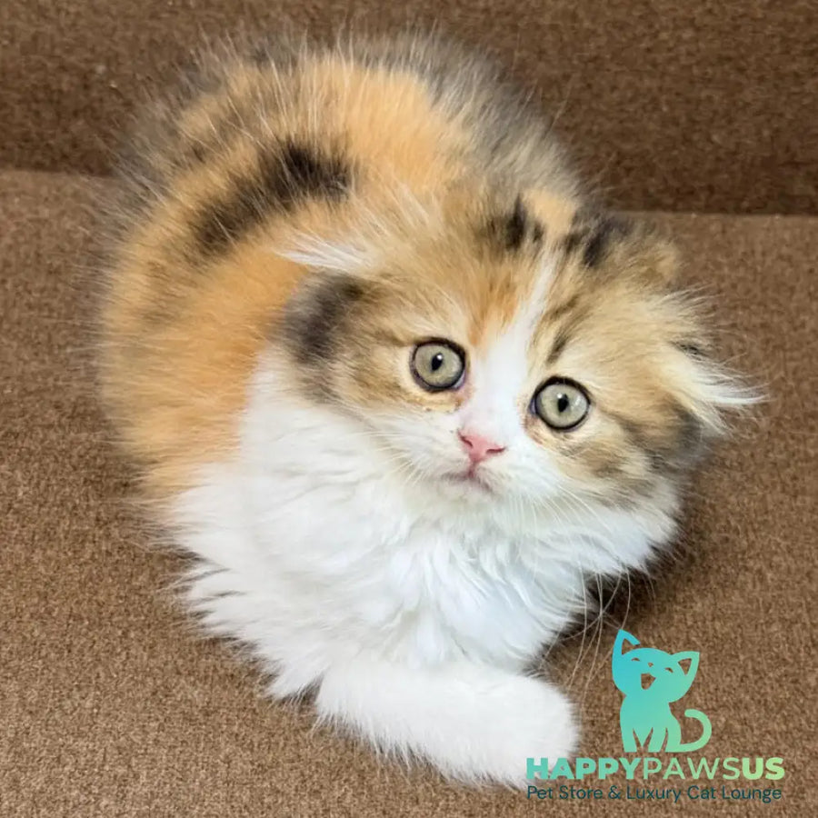 Carmelita Scottish Fold female black tortie bicolour - live animals