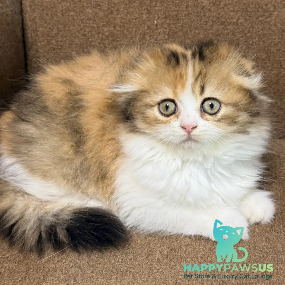 Carmelita Scottish Fold female black tortie bicolour - live animals