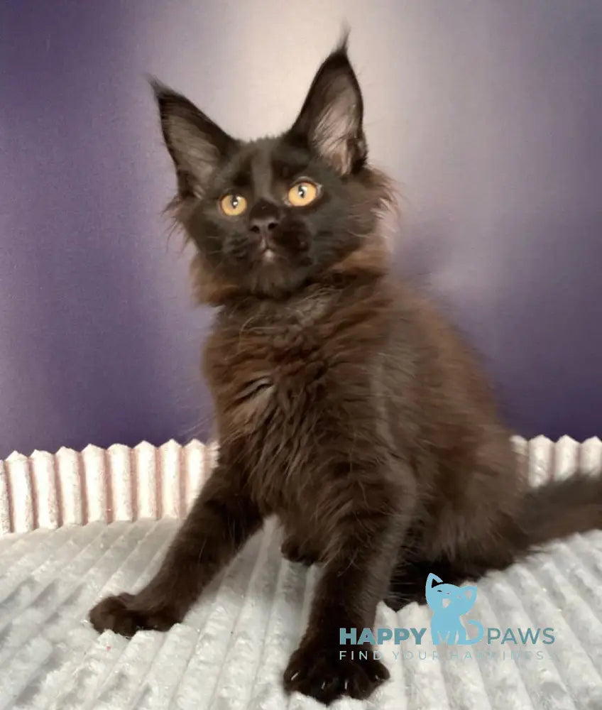 Carmen Maine Coon female black live animals