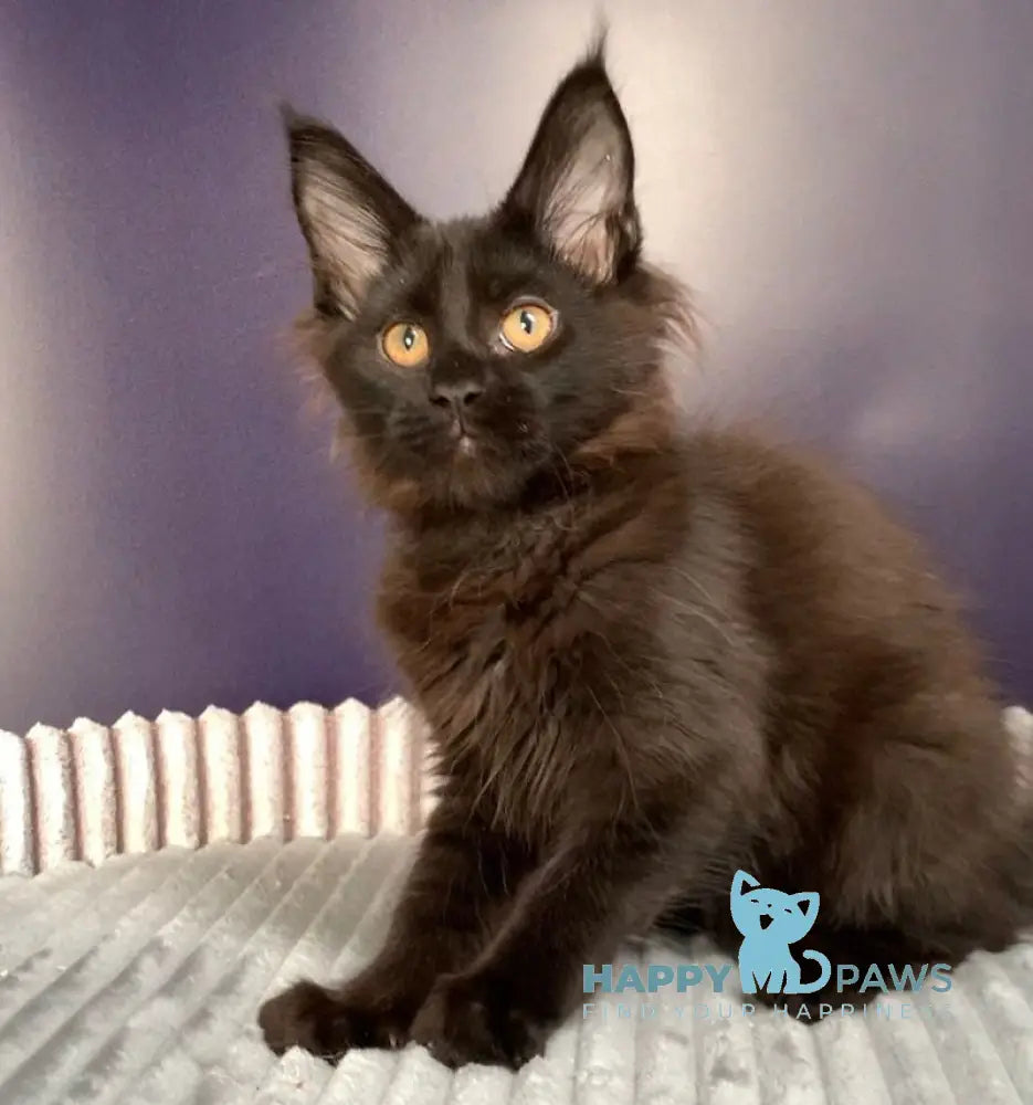 Carmen Maine Coon female black live animals