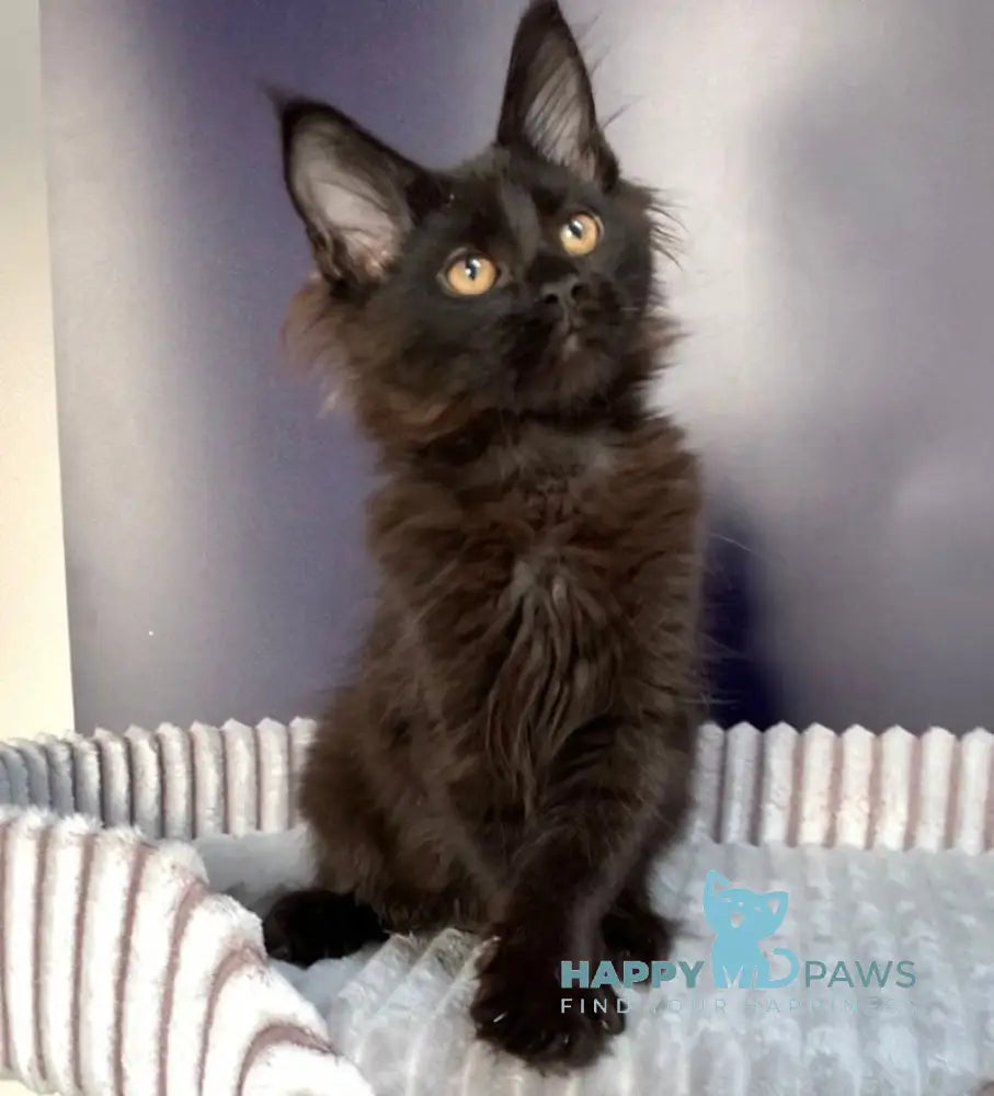 Carmen Maine Coon female black live animals