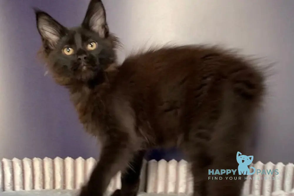 Carmen Maine Coon female black live animals