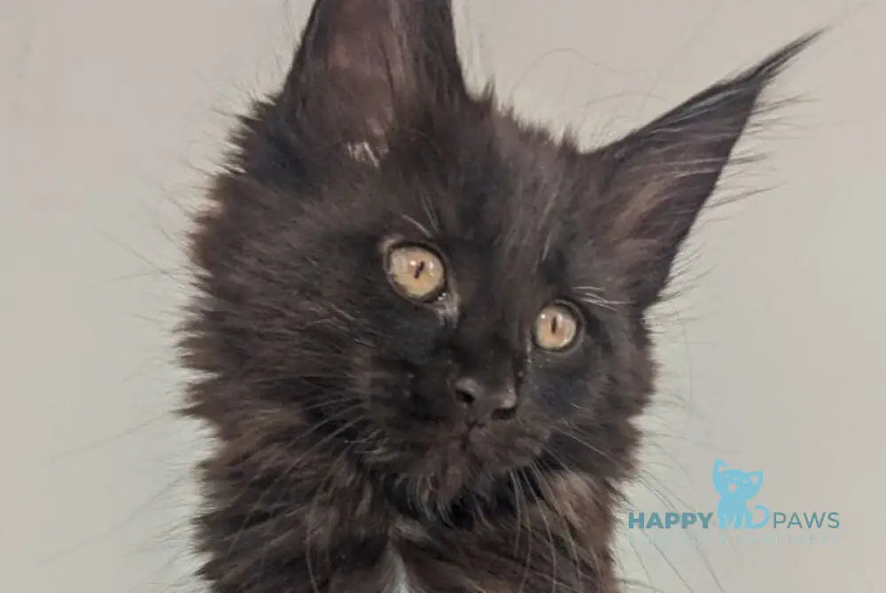 Carmen Maine Coon female black live animals