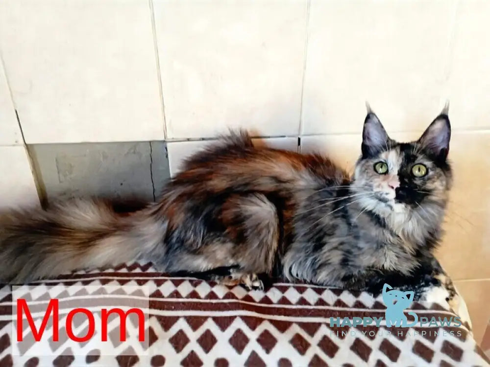 Carmen Maine Coon female black silver live animals